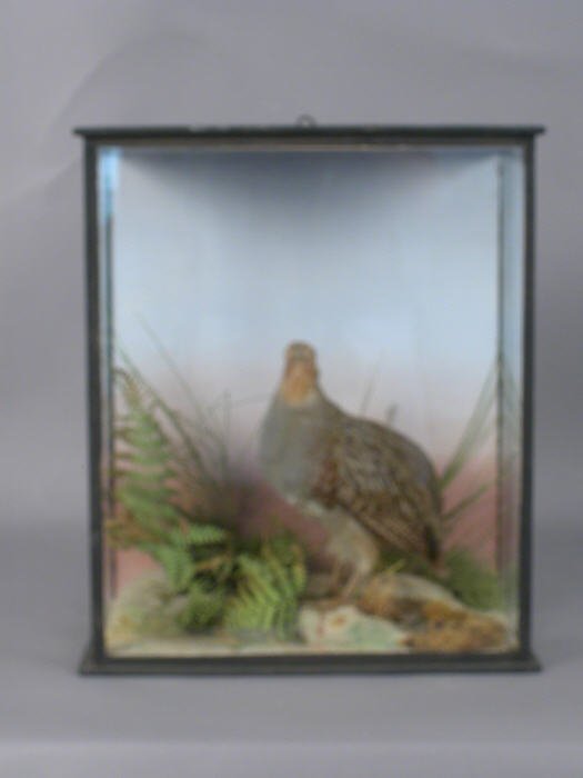 French Partridge in case surrounded by f