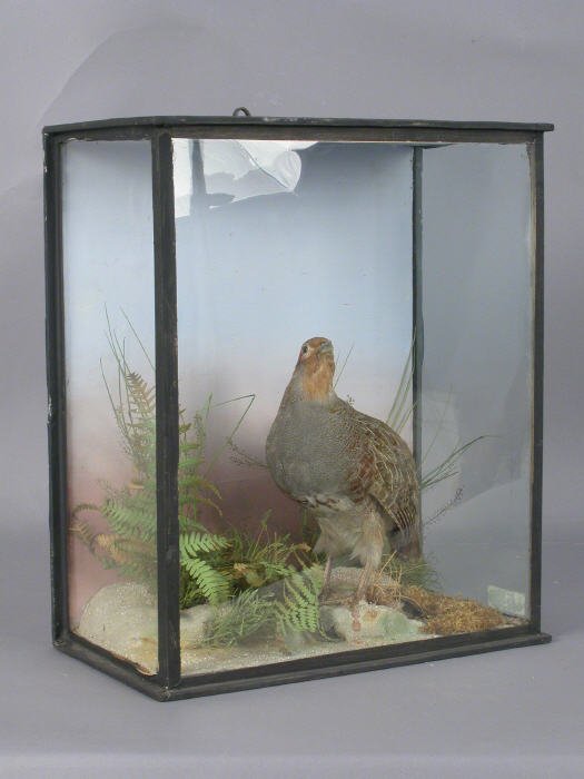 French Partridge in case surrounded by f - 2
