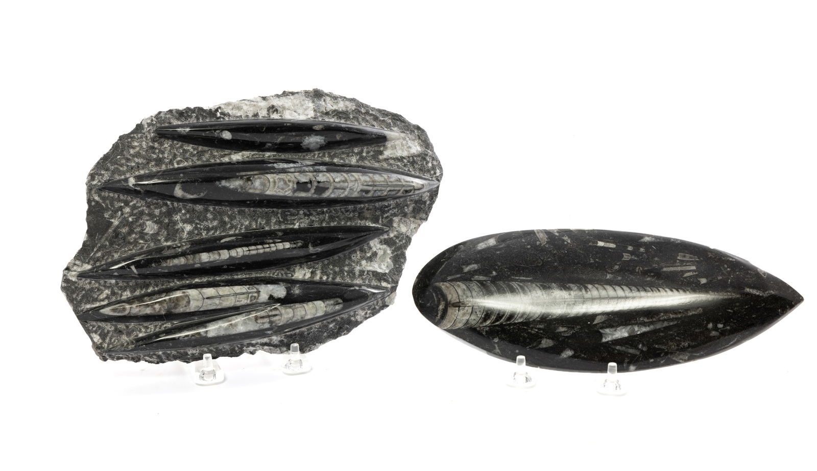 Pair of Fossil Plates with Orthocera: Pair of fossil plates containing Orthocera fossils. The plates are black with silver, white, and other metallic flakes throughout. Portions of the fossil plates have been polished and are smooth to th