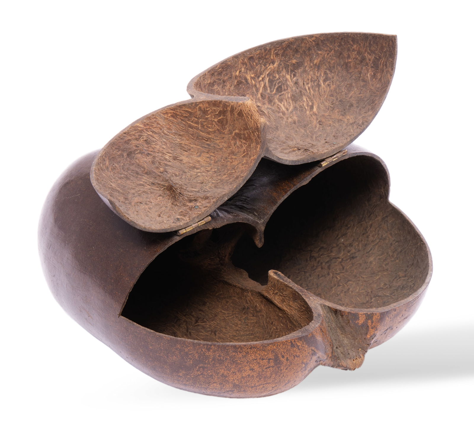 Large Coco De Mer Nut Seed Keepsake Hinged Box (1 of 5)