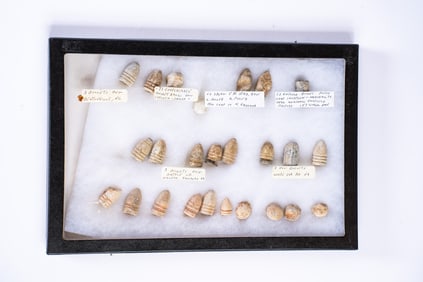 Collection of 25 Civil War Bullets in Case