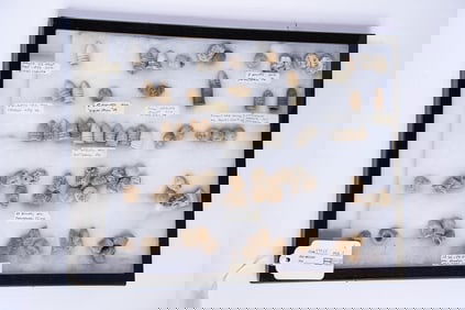 Collection of 65 Civil War Bullets in Case