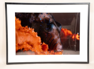 Burt Jones & Maurine Shimlock, American, Sharpnosed Puffer Resting, Cibachrome Print