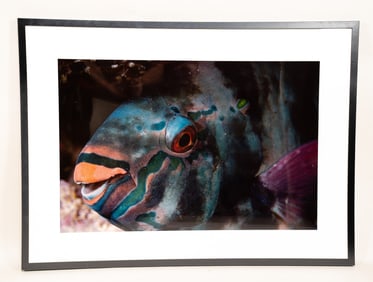 Burt Jones & Maurine Shimlock, American, Sleeping Parrotfish, Cibachrome Print