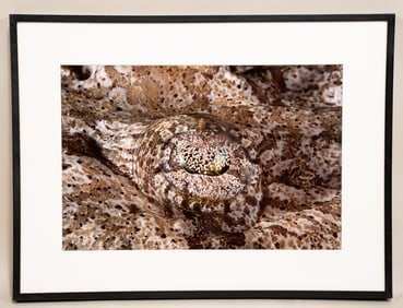Burt Jones & Maurine Shimlock, American, Crocodilefish Eye, Red Sea, Cibachrome Print