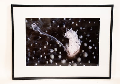 Burt Jones & Maurine Shimlock, American, Defensive Anemone, Solomon Islands, Cibachrome Print