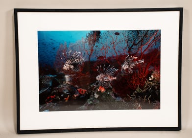 Burt Jones & Maurine Shimlock, American, Lionfish Family, Solomon Islands, Cibachrome Print