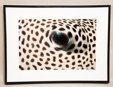 Burt Jones & Maurine Shimlock, American, Pufferfish Eye, Malaysia, Cibachrome Print