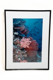 Burt Jones & Maurine Shimlock, American, Reef Scene with Sturgeonfish, Solomon Islands, Cibachrome