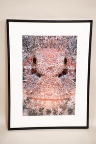 Burt Jones & Maurine Shimlock, American, Scorpionfish Face, Red Sea, Cibachrome Print
