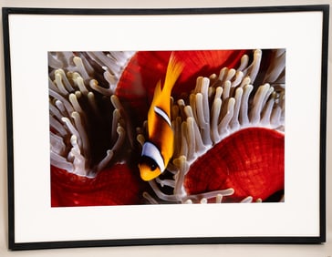 Burt Jones & Maurine Shimlock, American, Anemonefish, Red Sea, Cibachrome Print