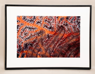 Burt Jones & Maurine Shimlock, American, Crinoid Arms on Sea Fan, Cibachrome Print