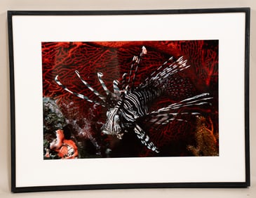 Burt Jones & Maurine Shimlock, American, Lionfish, Solomon Islands, Cibachrome Print