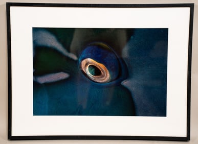 Burt Jones & Maurine Shimlock, American, Parrotfish Eye, Red Sea, Cibachrome Print
