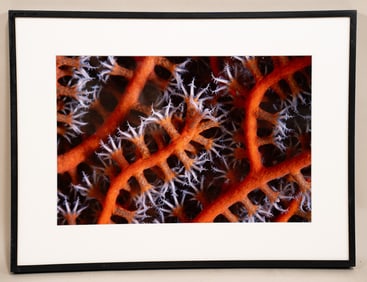 Burt Jones & Maurine Shimlock, American, Sea Fan Polyps, Soloman Islands, Cibachrome Print