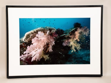 Burt Jones & Maurine Shimlock, American, Soft Coral and Boulder, Cibachrome Print