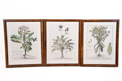 Collection of 3 Antique Botanical Prints