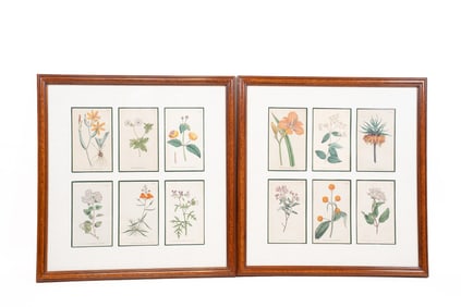 2 Sets of 6 Floral Prints Published by W. Curtis