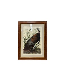 John James Audubon, French, 1785 - 1881, Wild Turkey - Amsterdam Edition Plate 1, Engraved Print on