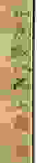 item-19965455=6