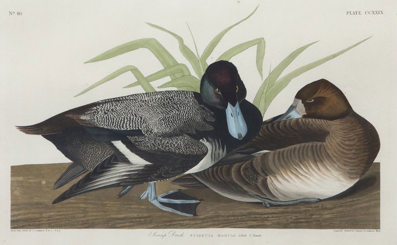 After John James Audubon, "Scaup Duck" (1 of 9)