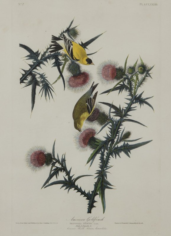 After John James Audubon "Yellow Bird or American (1 of 7)