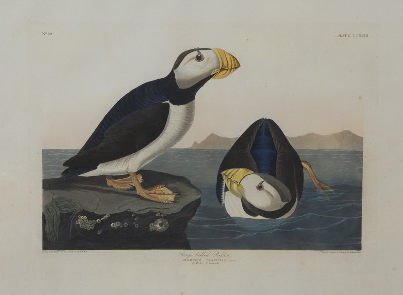 After John James Audubon "Large Billed Puffin" (1 of 10)