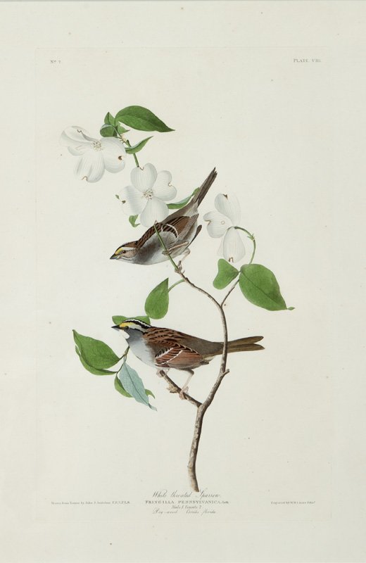 After John James Audubon "White Throated Sparrow" (1 of 7)