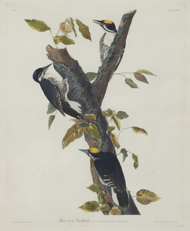 After John James Audubon "Three-Toed Woodpecker" (1 of 8)