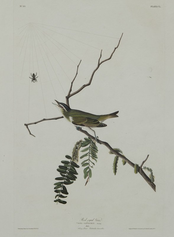 After John James Audubon "Red-eyed Vireo" (1 of 6)