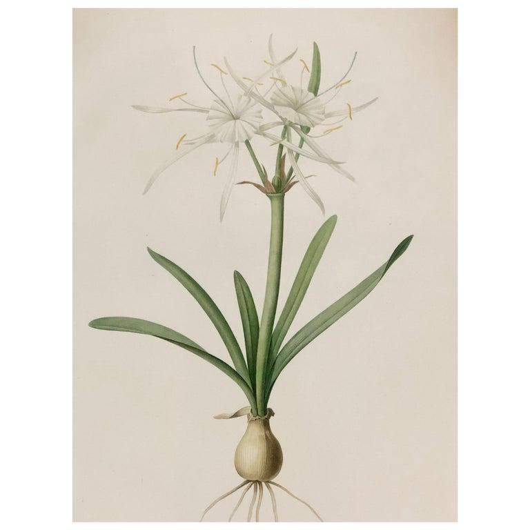 Pierre-Joseph Redouté, "Pancratium Disciforme". (1 of 9)