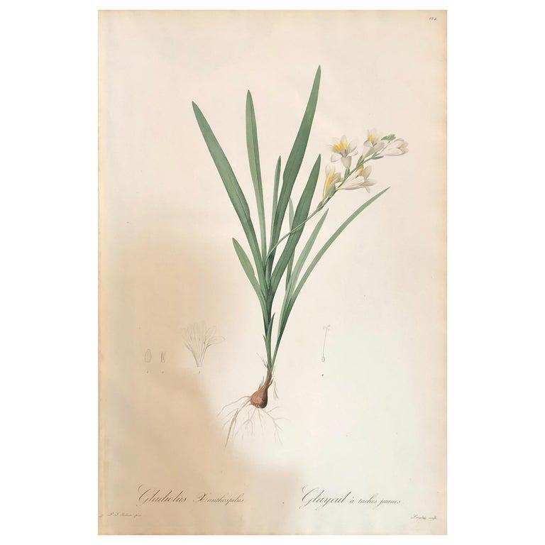 Pierre-Joseph Redouté, "Gladious Xanthospilus". (1 of 13)