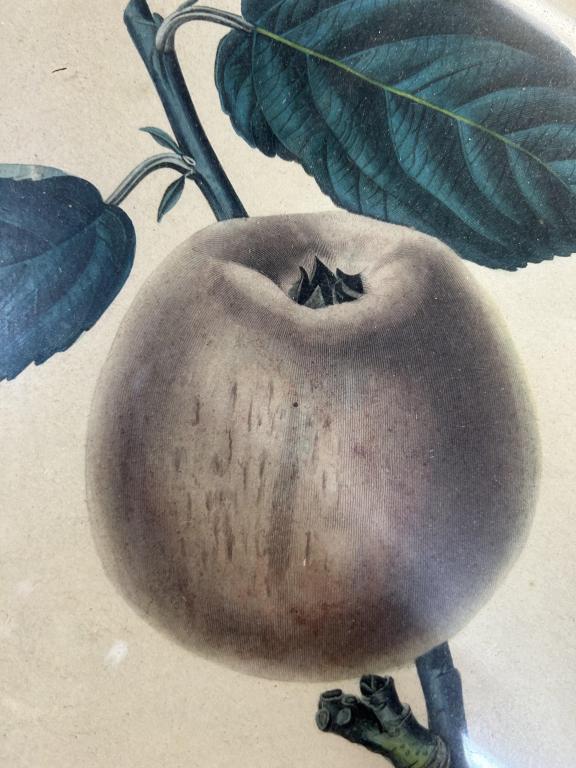 1830s Colored Botanical Engraving of Apple. (1 of 4)