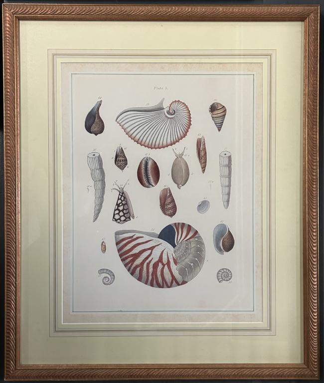 Four Coastal & Sea Shell Artworks (1 of 5)