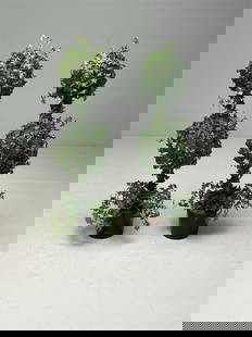 Perfect Topiaries: 48 inches highFrom a fine Rye NY Estate