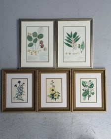 Set of Five Plant Prints