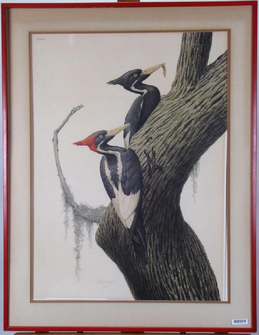 Guy Coheleach "Ivory-Billed Woodpecker" Print (1 of 3)