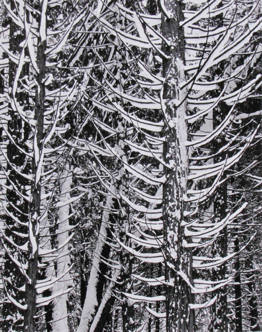 Ansel Adams Photo Print, "Forest Detail, Winter" (1 of 3)