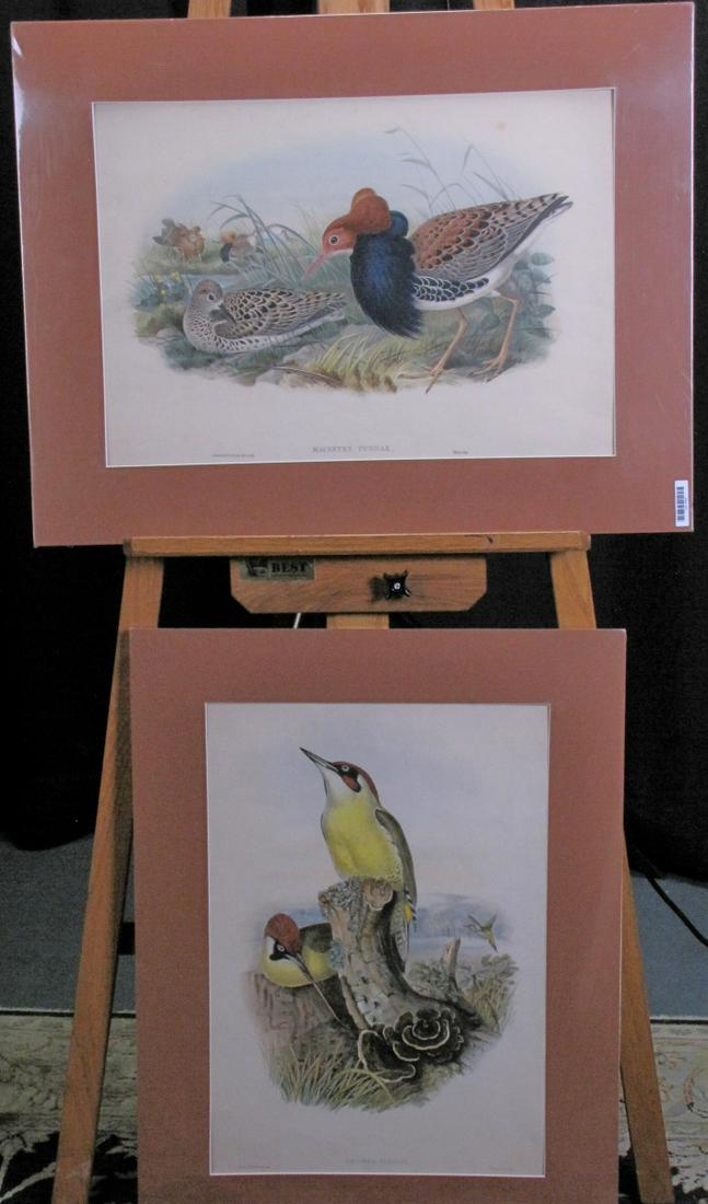 Pair of Vintage Ornithological Prints: A pair of Ornithological prints, including "Gecinus Viridis", J Gould and HC Richter, del et litho, Walter and Cohn, Imp; and Machetes Pugnax, Gould & Richter, Walter, Imp, both from "Birds of Europe"