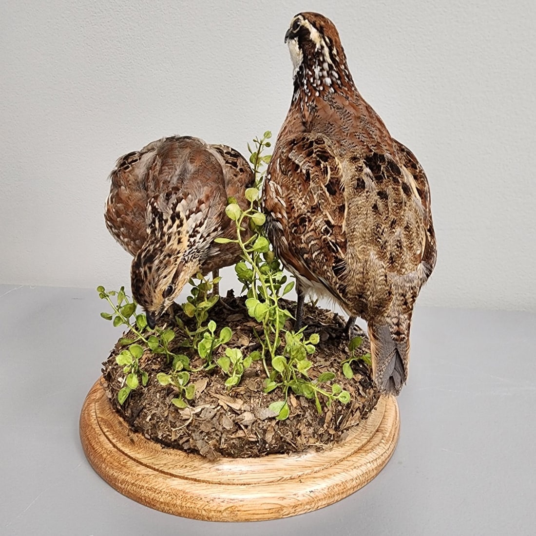 Pair of Taxidermy Bobwhite Quail (1 of 4)