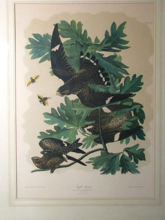 After J.J. Audubon Print "Night Hawk": After John James Audubon Print titled "Night Hawk", chromolith by Joe Bien, New York 1860, No. 7-3, plate 43, matted size 31 x 22, size as framed 42.5 x 32.5.