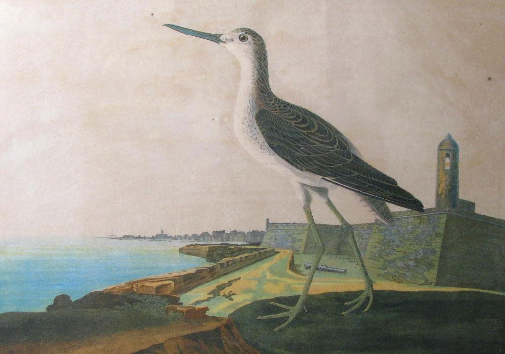 J.J. Audubon Print "Greenshank": John James Audubon print titled "Greenshank", printed in lower right "chromolith by Joe Bien, New York 1860", in upper margin No. 9-8, plate 346, image size is 12.75 x 18.25, size as framed 19.5 x 24.