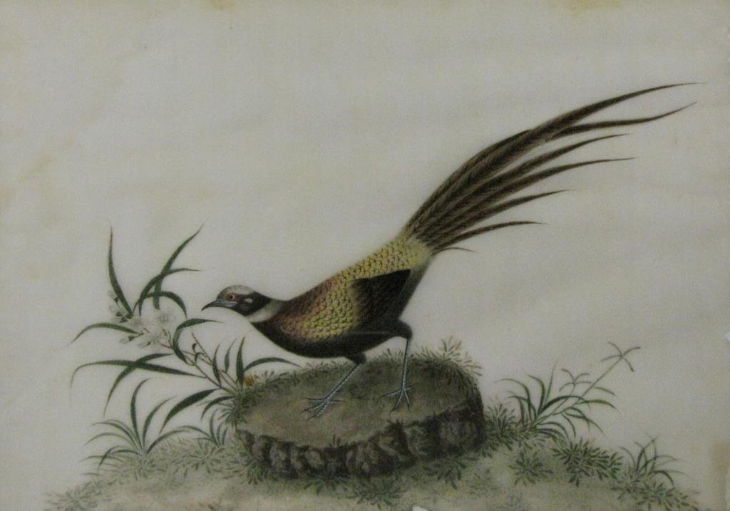 Group of Framed Bird Prints: Group of framed, vintage bird prints, on silk, each depicting different variety of bird, each approximately 14x18 inches, as framed