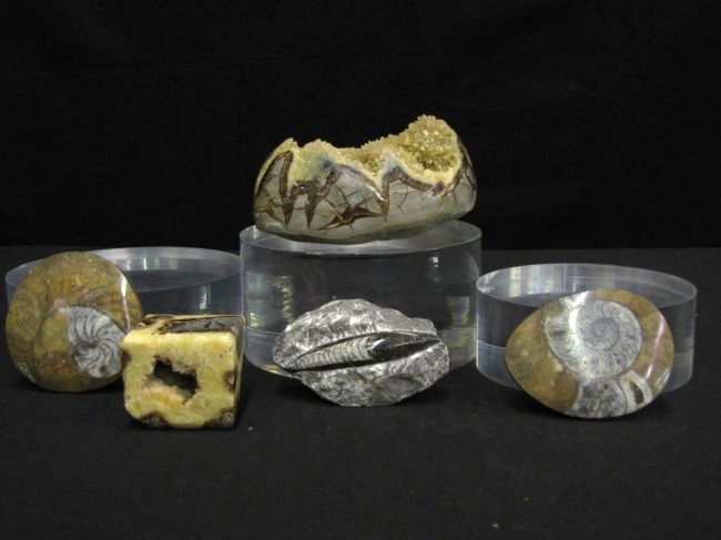 Group of Fossils and Geodes: Group of Fossils and Geodes including: two polished mollusk fossils, one polished squid fossil, two polished geodes with quartz crystals, 3"-5" long
