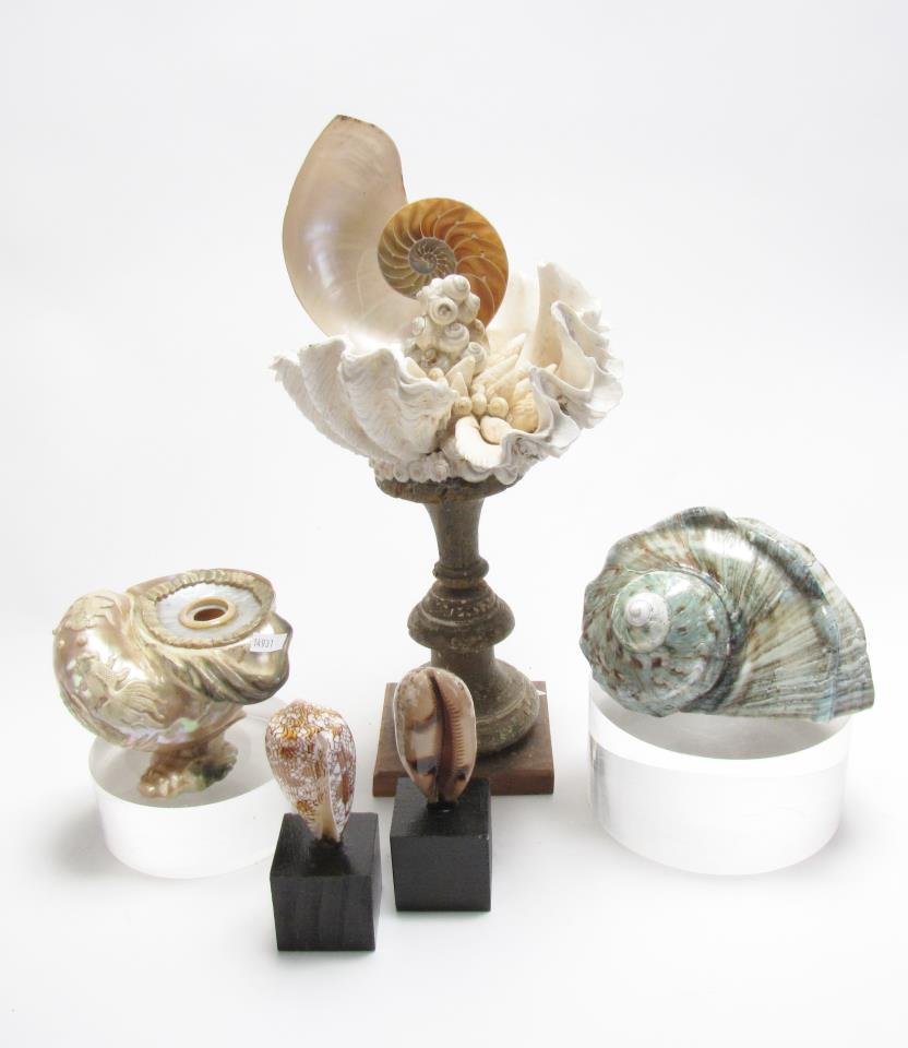 Group of Shell Art (1 of 6)