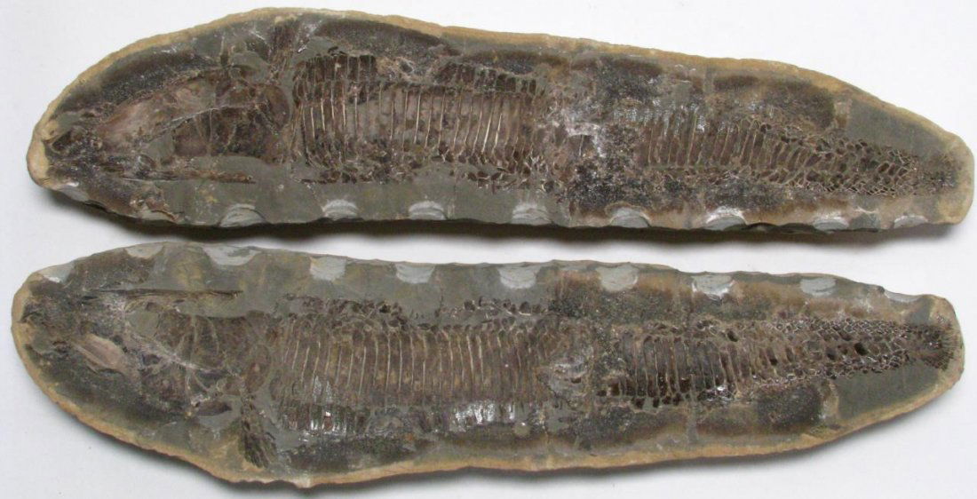 Split Nodule Pair Fish Fossil (1 of 5)