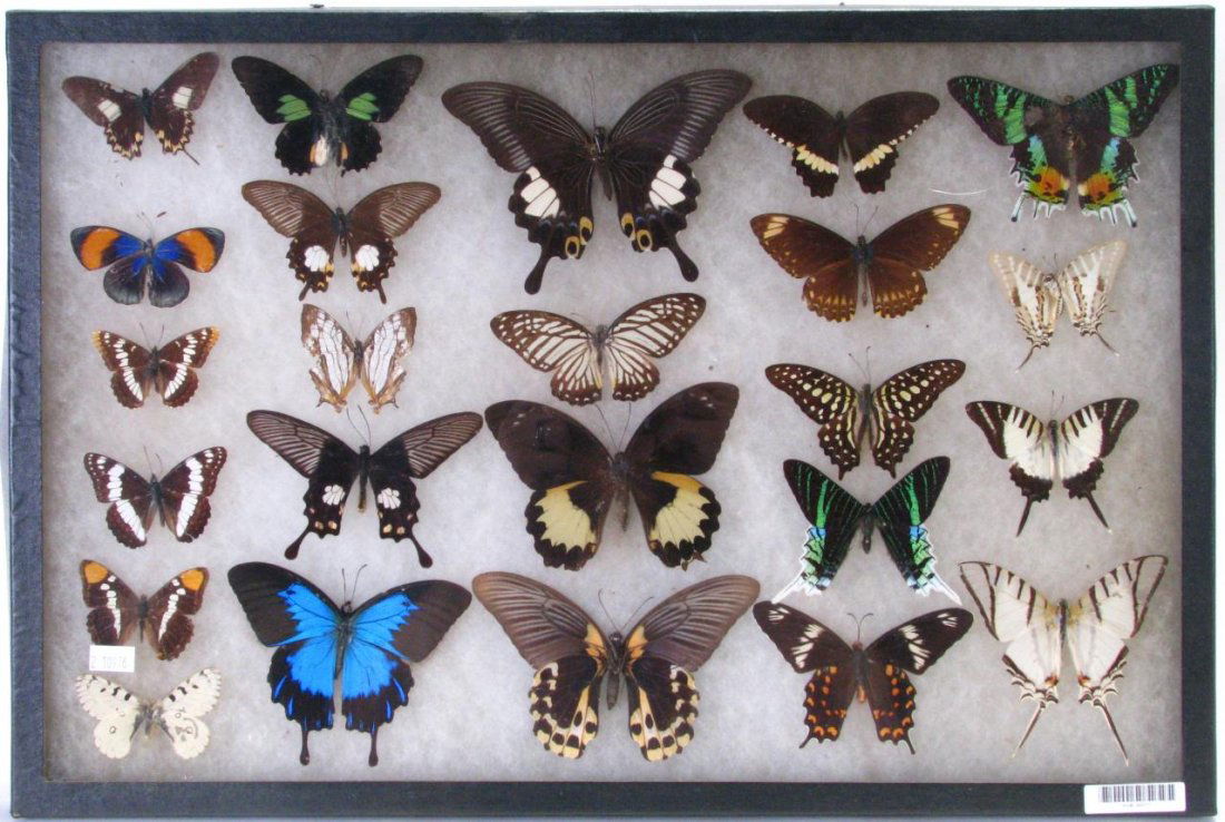 Butterfly Insect Shadowbox (1 of 6)