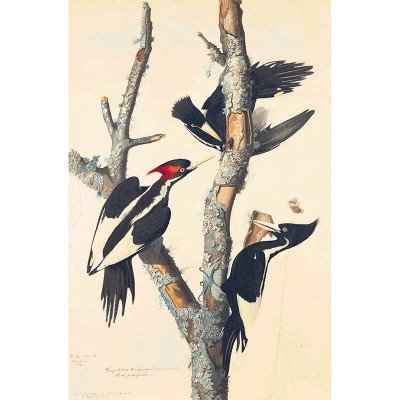 Oppenheimer Audubon Ivory-Billed Woodpecker (1 of 1)