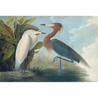 Oppenheimer Audubon Reddish Egret (1 of 1)