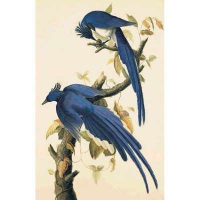 Oppenheimer Audubon Columbia Jay (1 of 1)